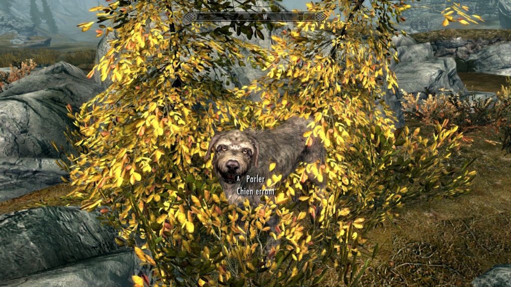 Doggo in the Bush