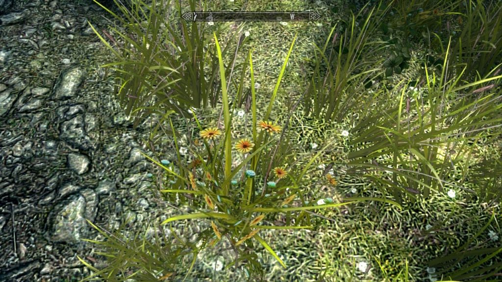 Roadside Flowers