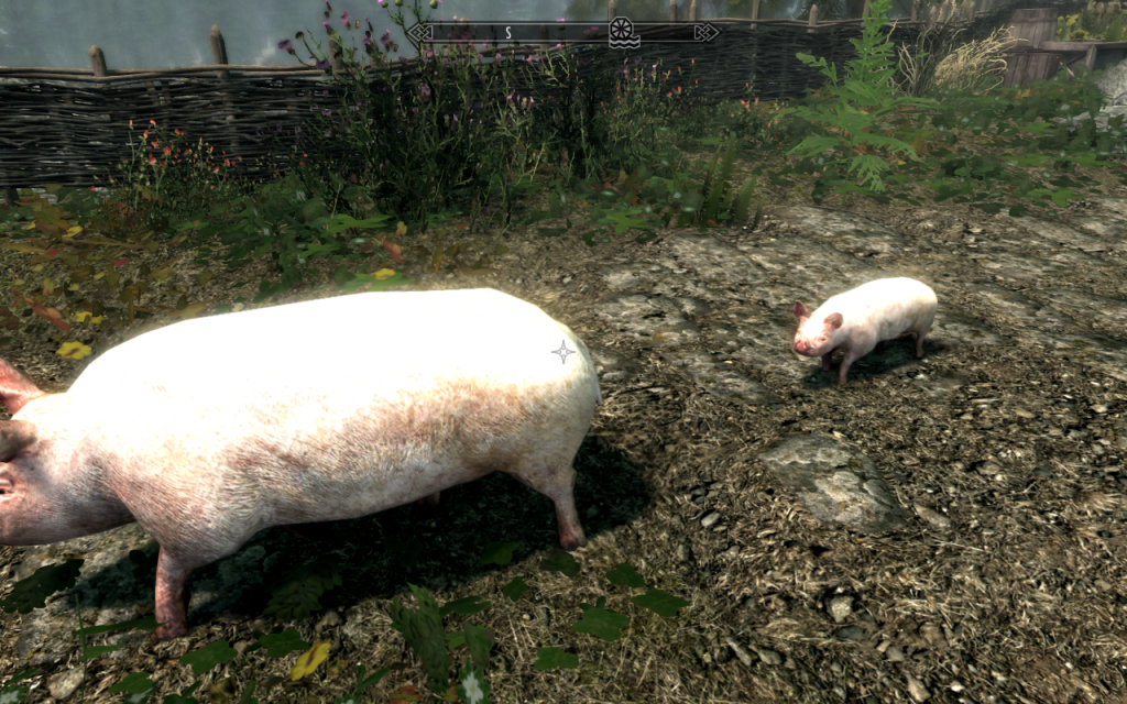 Farm Pigs