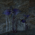Purple Flowers 2