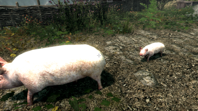 Farm Pigs