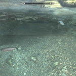 Fish in Stony Creek Cave