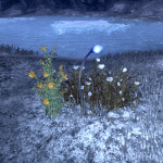 Flowers in Coldharbour